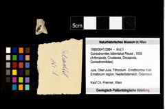 Foto (Objekt + Etikett) von Goniodromites bidentatus (Reuss, 1858)  (NHMW-GEO-1990-0041-2984)